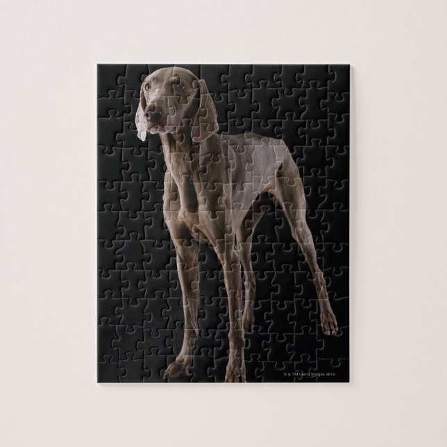 Weimaraner, studio shot jigsaw puzzle (Vertical)
