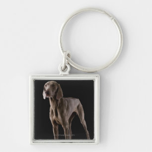 Weimaraner, studio shot keychain