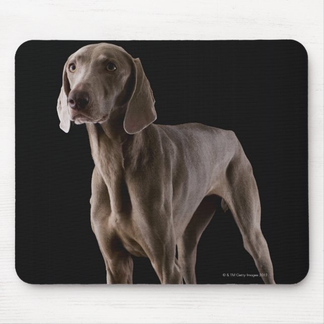 Weimaraner, studio shot mouse pad (Front)