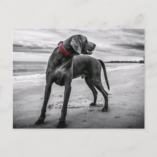 Weimaraner sur la plage Carte postale (Devant)