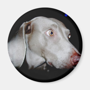 Weimaraner - The Grey Ghost Magnet