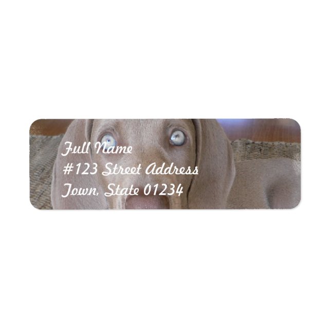 Weimeraner Chien Étiquette de messagerie (Devant)