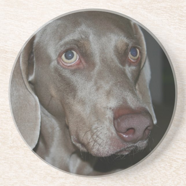 Weimeraner Dog Coasters (Front)