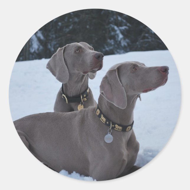 Weimeraner in the Snow Classic Round Sticker (Front)