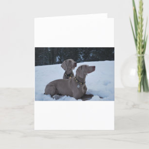 Weimeraner in the Snow Holiday Card