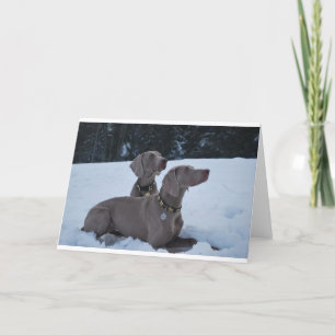 Weimeraner in the Snow Holiday Card