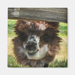 Weird Alpaca Magnet