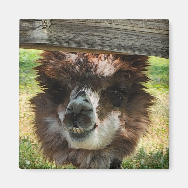 Weird Alpaca  Magnet (Front)