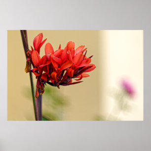 weird red flower poster