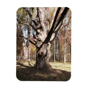 Weird Tree Magnet