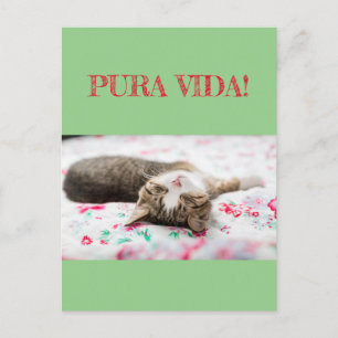 Weisheiten&Humor PuraVida! Katze schläft auf grün Postcard