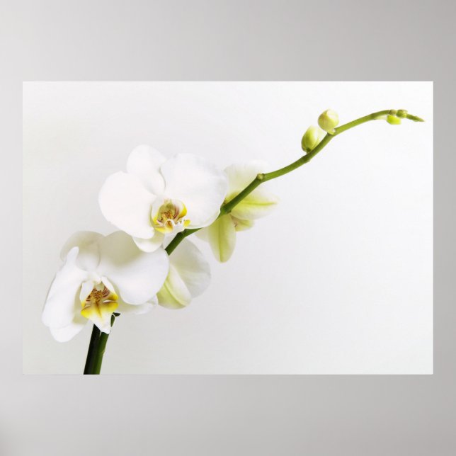 Weiße Orchideen Poster (Front)