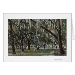 Welaka, FL - View of Welaka Park & Mossy Trees