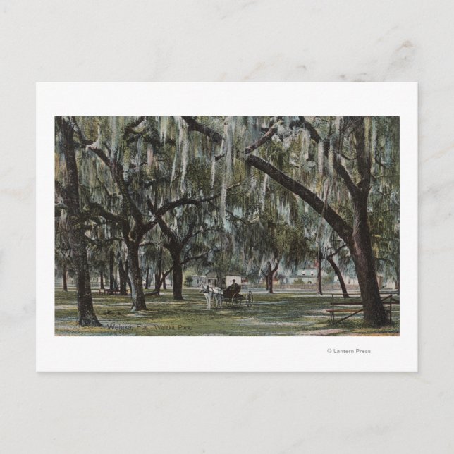 Welaka, FL - View of Welaka Park & Mossy Trees Postcard (Front)