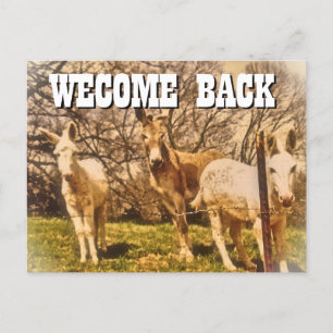 WELCOME BACK Postcard