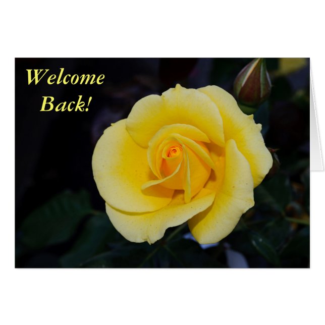Welcome Back Yellow Rose (Front Horizontal)