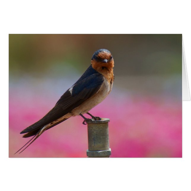 Welcome Swallow (Front Horizontal)