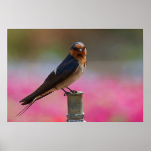 Welcome Swallow Poster