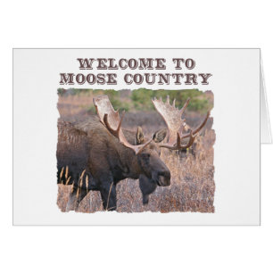 Welcome to Moose Country