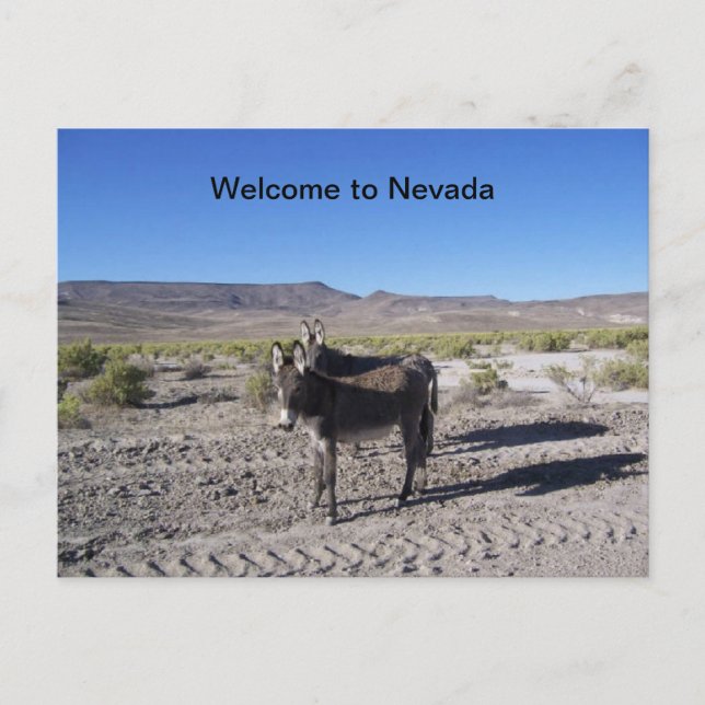 Welcome to Nevada Postcard with 2 burros (Front)