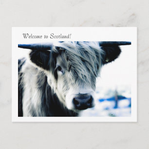 Welcome to Scotland! Postcard
