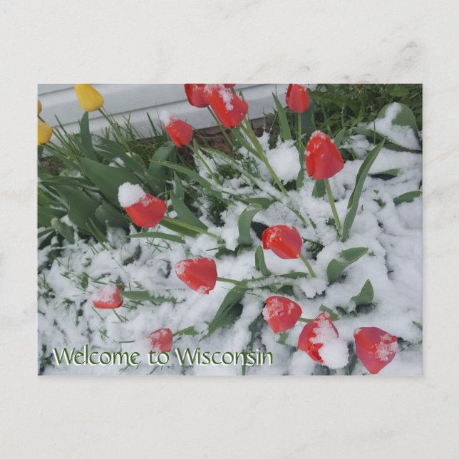 Welcome to Wisconsin Tulips in Snow in April Postcard (Front)