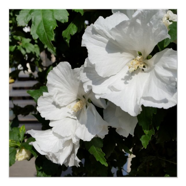 welcoming white flowers poster (Front)