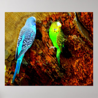 Wellensittiche (Melopsittacus undulatus) Poster