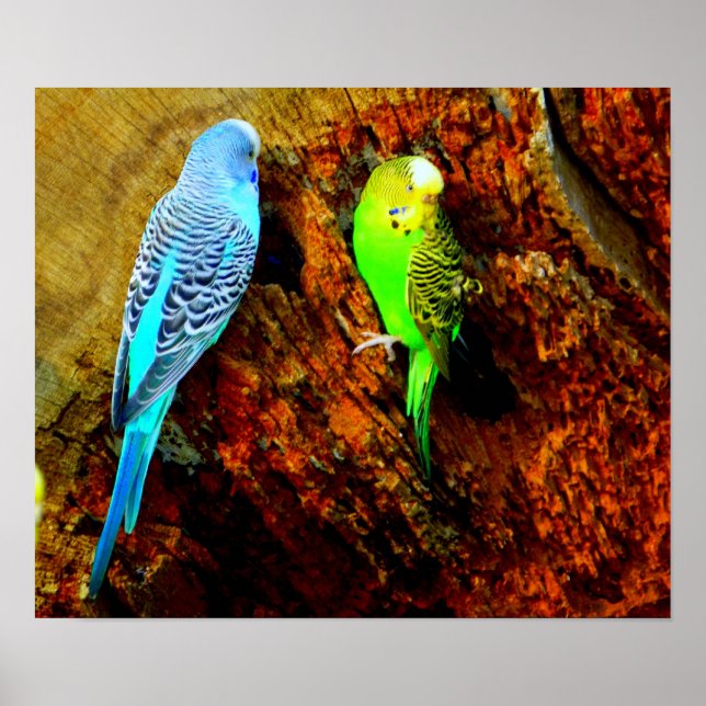 Wellensittiche (Melopsittacus undulatus) Poster (Front)