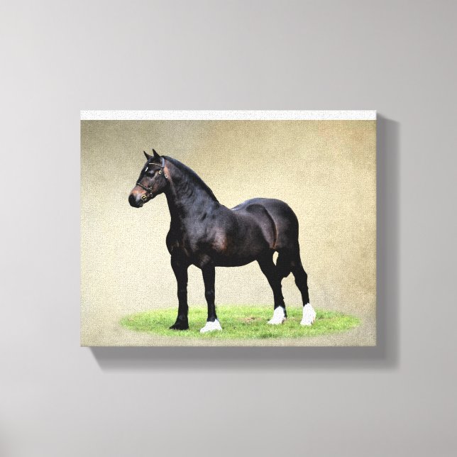Welsh Cob Canvas Print (Front)