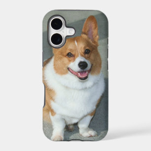 Welsh Corgi
