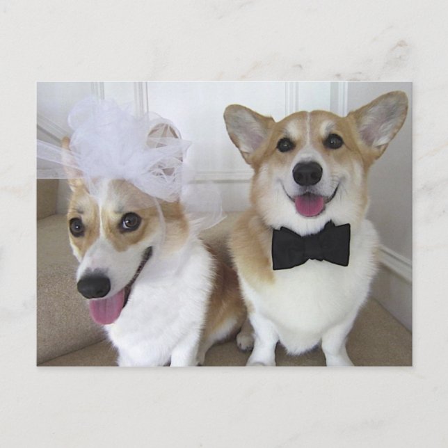 WELSH CORGI BRIDE AND GROOM POSTCARD (Front)
