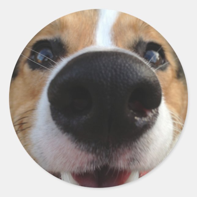 Welsh Corgi Dog Nose Collection Classic Round Sticker (Front)