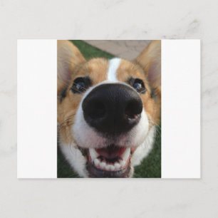 Welsh Corgi Dog Nose Collection Postcard