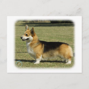 Welsh Corgi (Pembroke) Postcard
