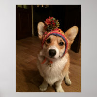 Welsh Corgi Pembroke Wearing A Hand Knitted Hat