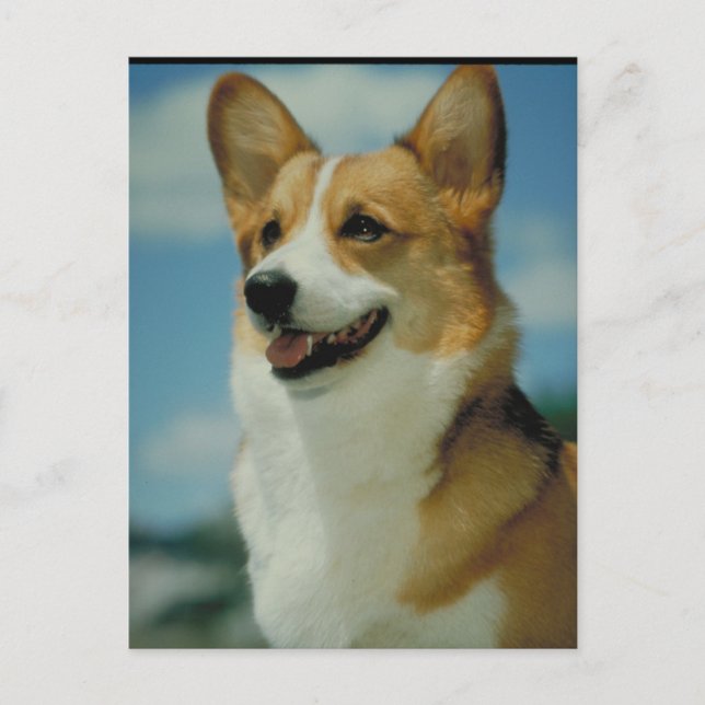 Welsh Corgi Postcard (Front)