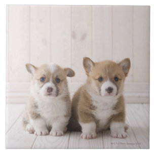 Welsh Corgi Puppies Tile
