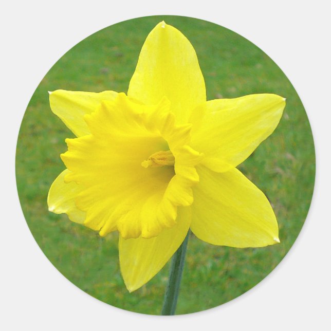Welsh Daffodil Classic Round Sticker (Front)