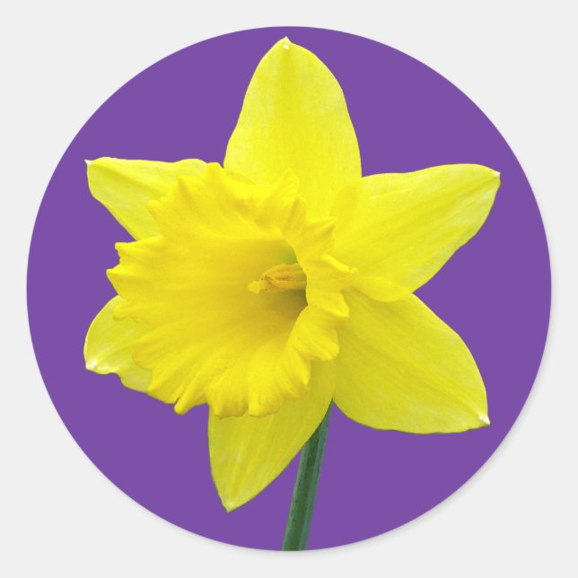 Welsh Daffodil - II Classic Round Sticker (Front)