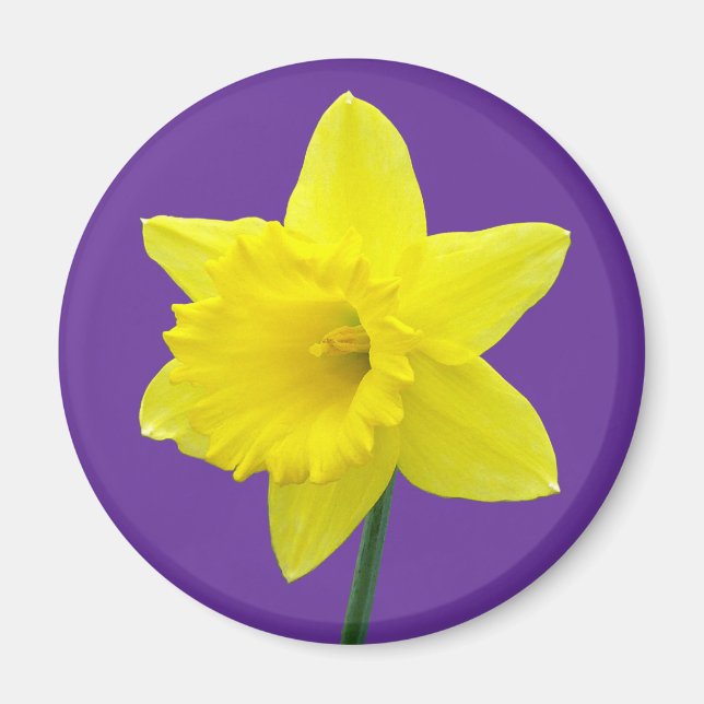 Welsh Daffodil - II Magnet (Front)