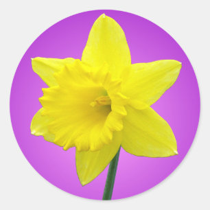 Welsh Daffodil - III Classic Round Sticker
