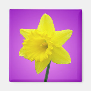 Welsh Daffodil - III Magnet
