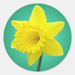 Welsh Daffodil - IV Classic Round Sticker