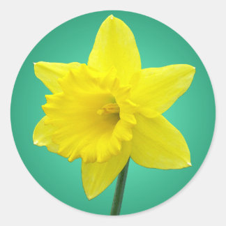 Welsh Daffodil - IV Classic Round Sticker
