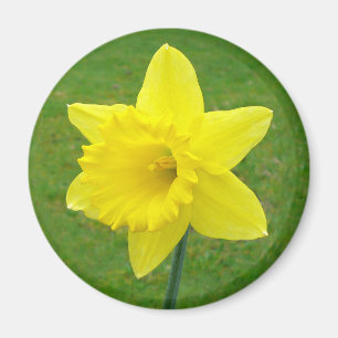 Welsh Daffodil Magnet
