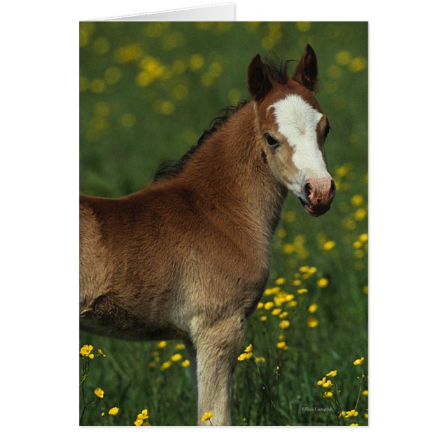 Welsh Foal (Front)