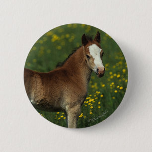 Welsh Foal 2 Inch Round Button
