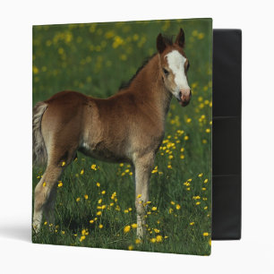Welsh Foal Binder