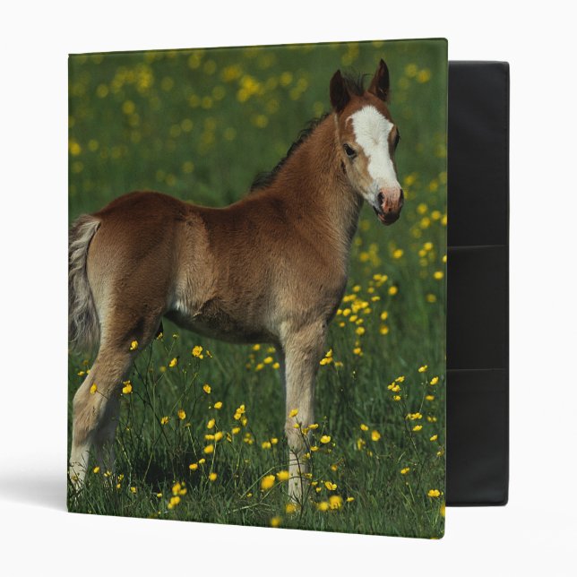 Welsh Foal Binder (Front/Inside)